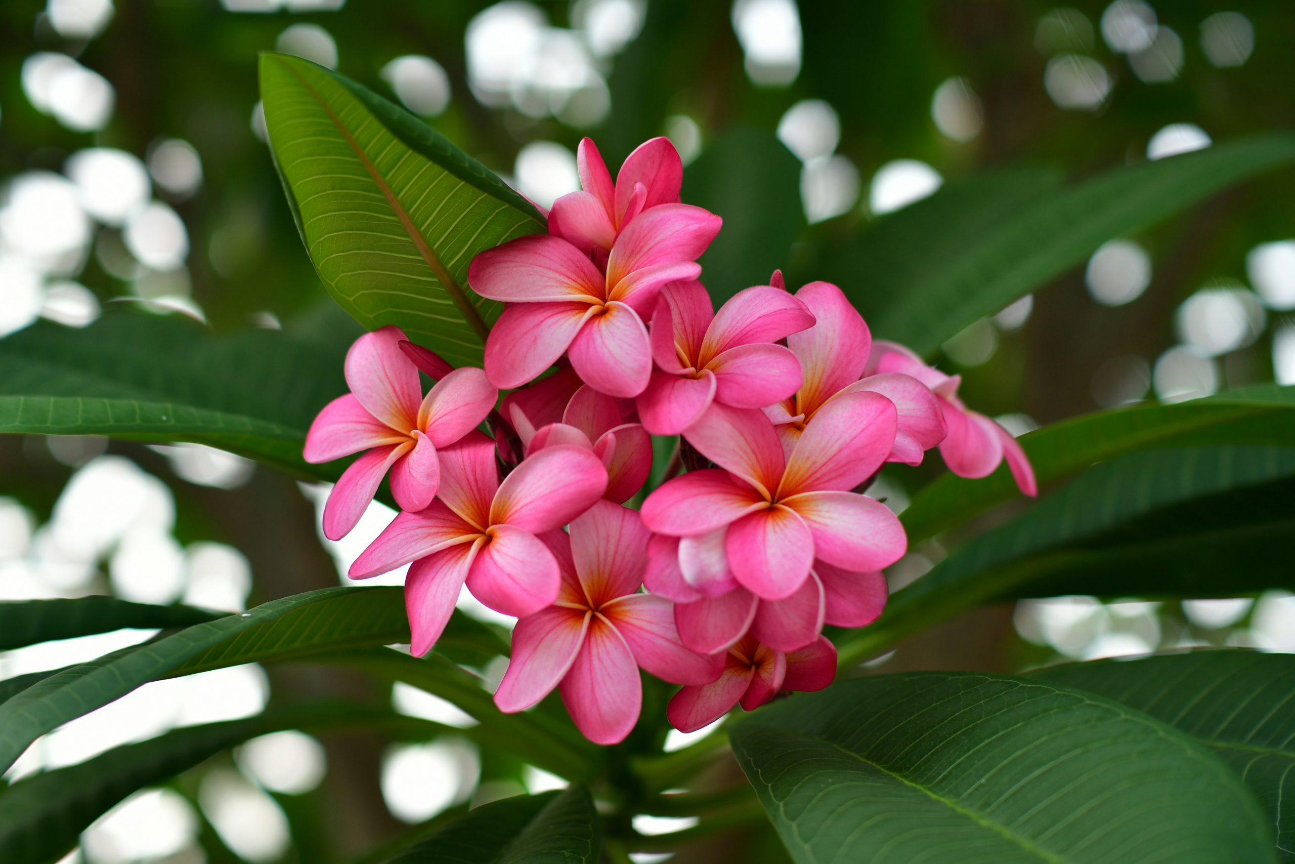 frangipani