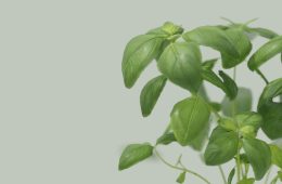 herbs