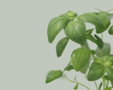 herbs