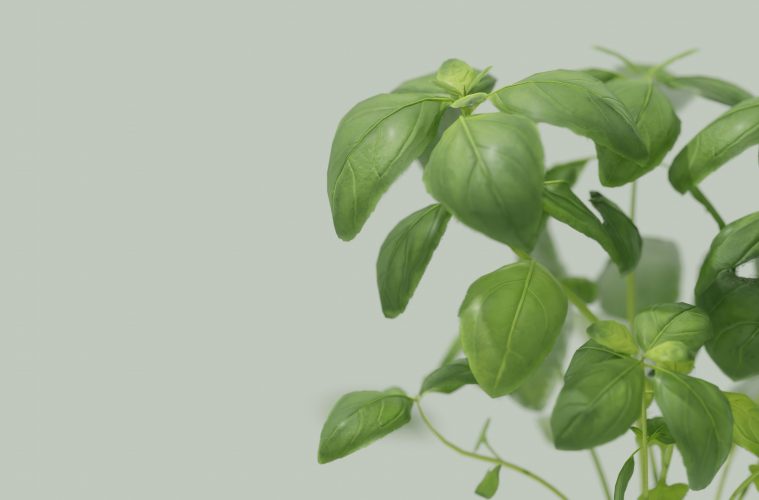 herbs