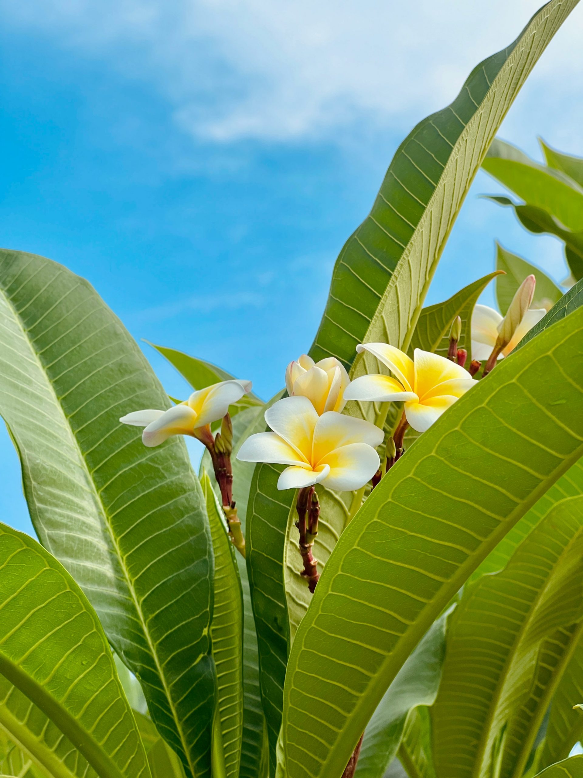 frangipani