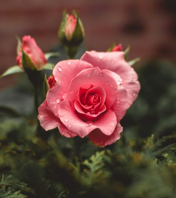 roses