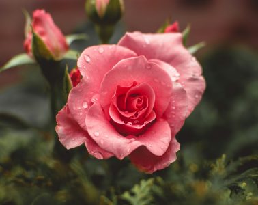 roses