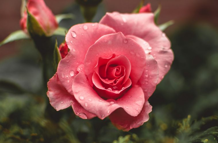 roses