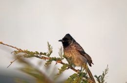 bulbul