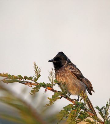 bulbul