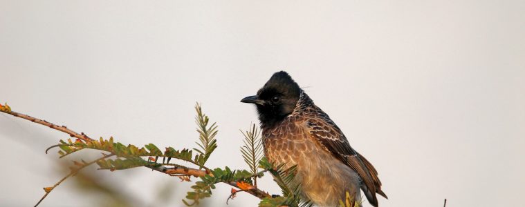 bulbul