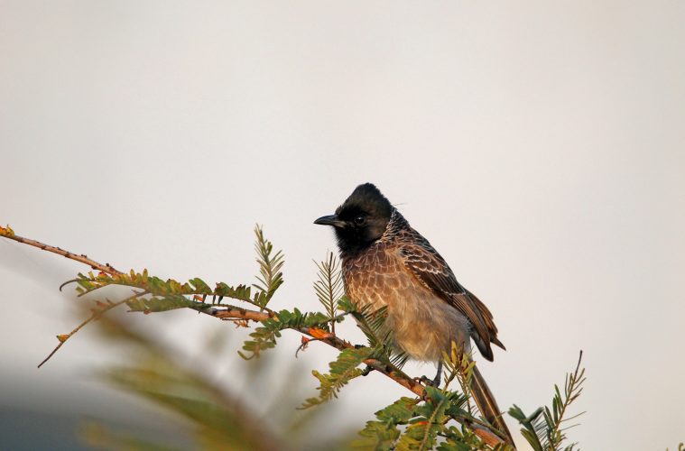 bulbul