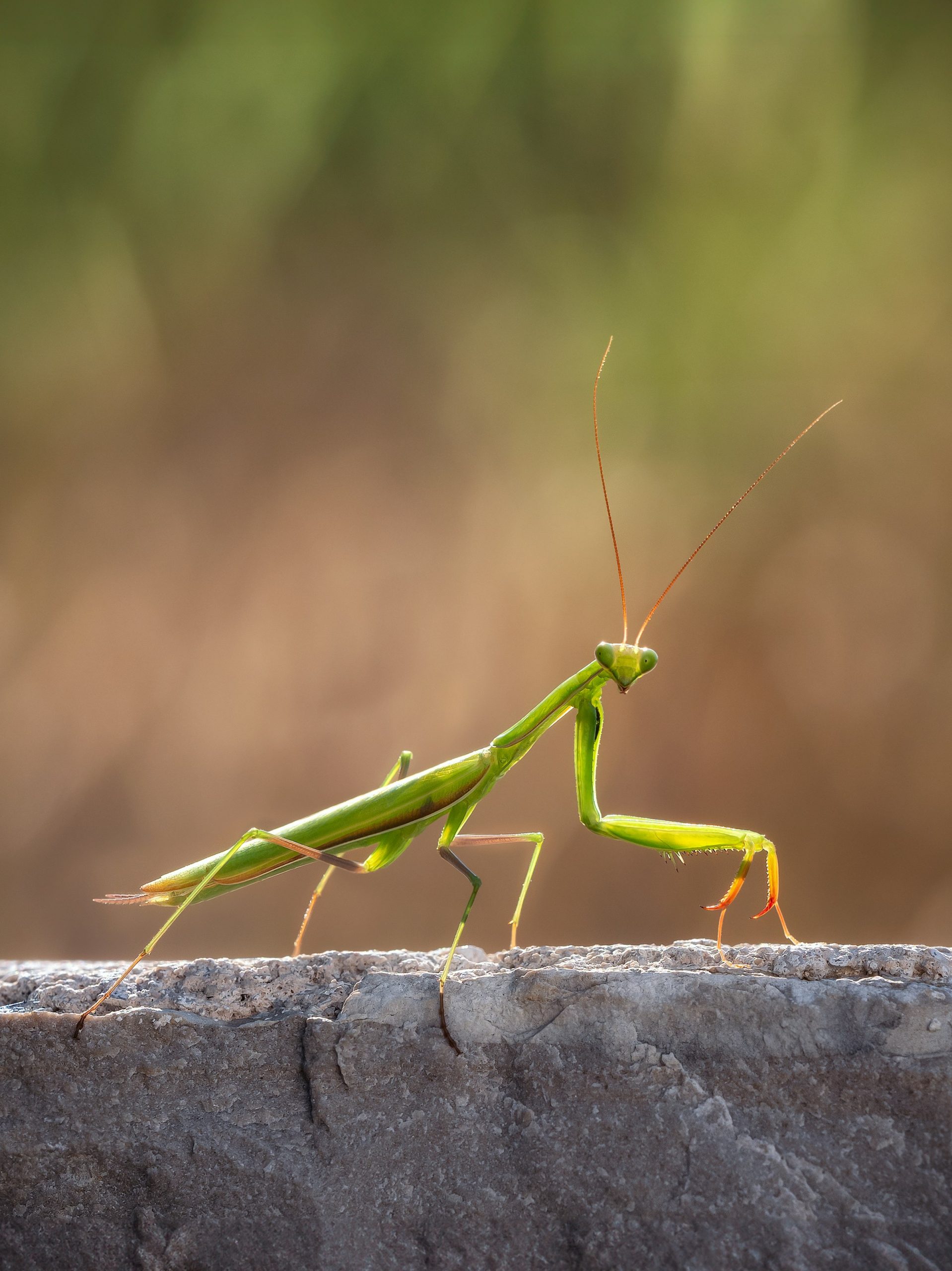 praying mantis