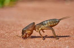 mole crickets