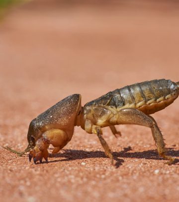 mole crickets
