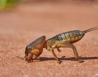mole crickets