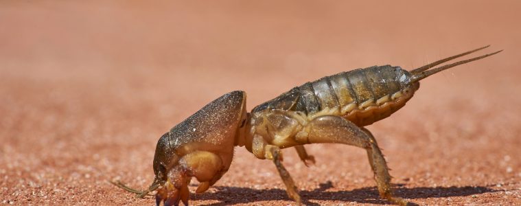 mole crickets