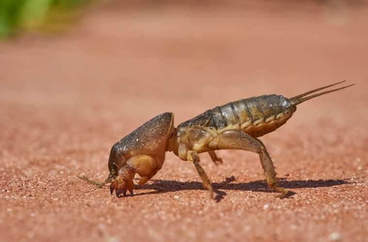 mole crickets