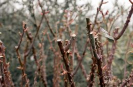 prune