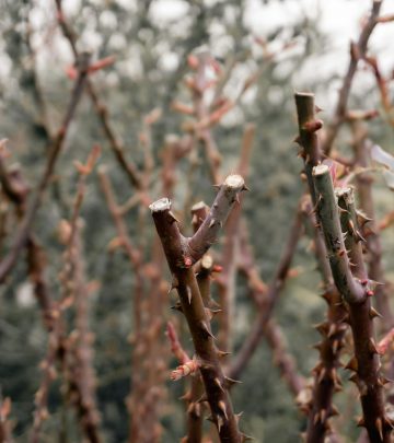 prune