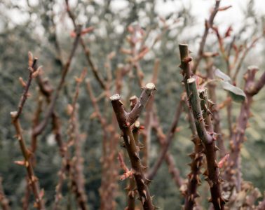 prune