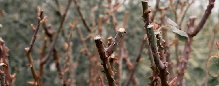 prune