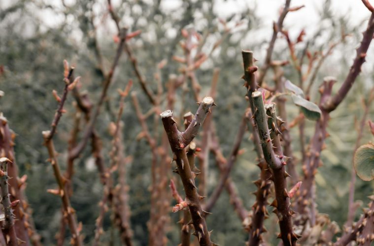 prune