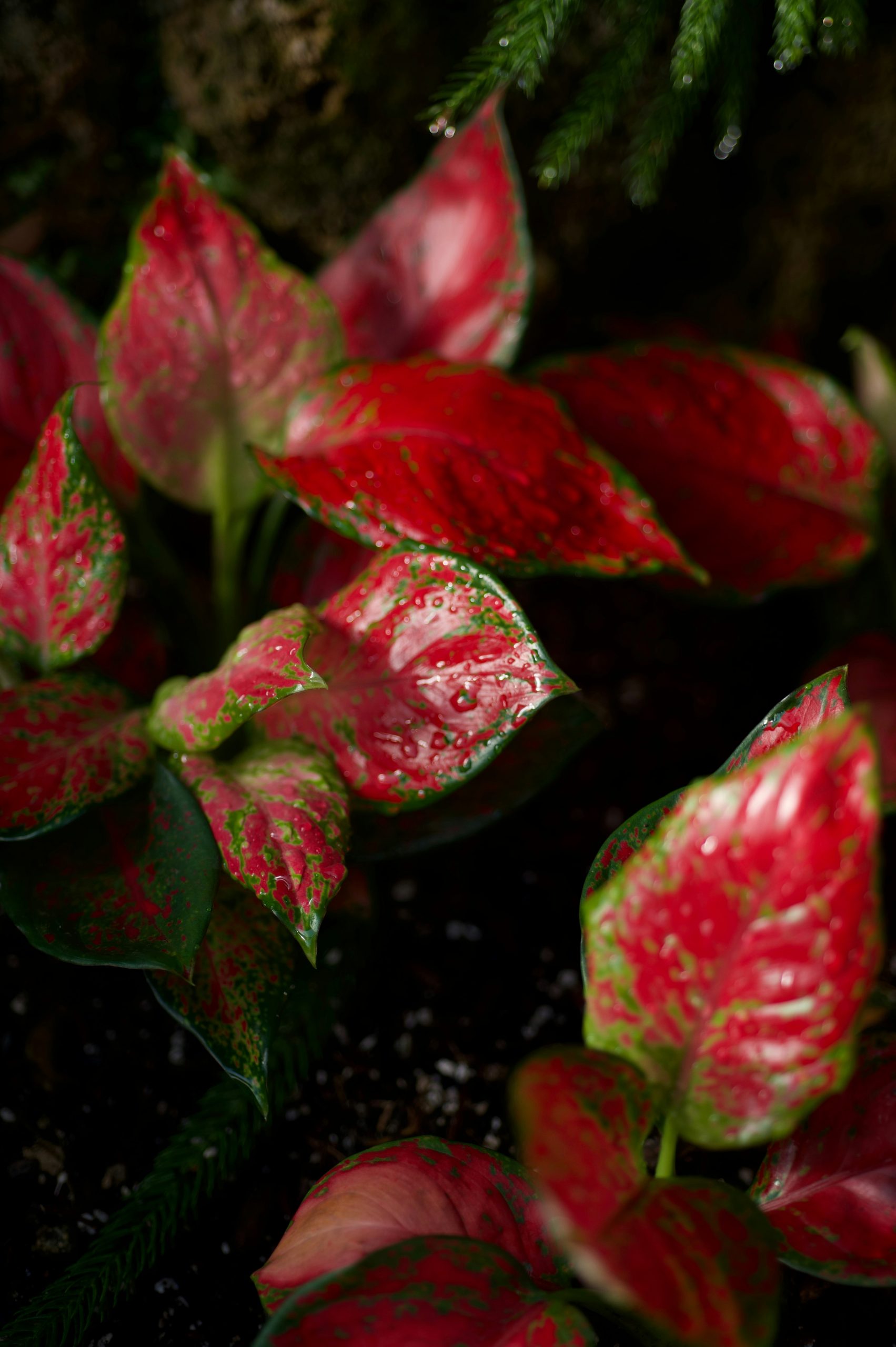 indoor plants