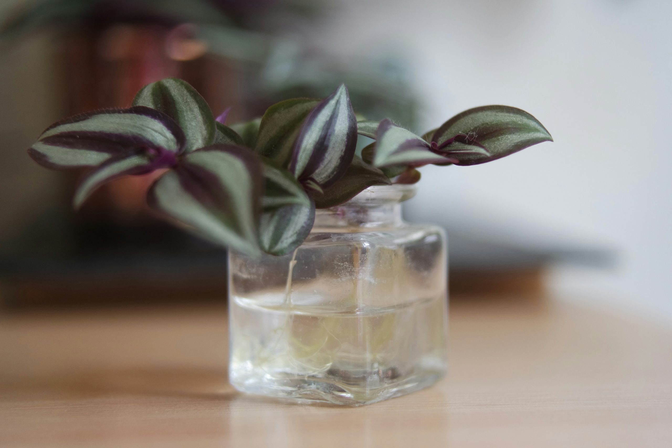 indoor plants