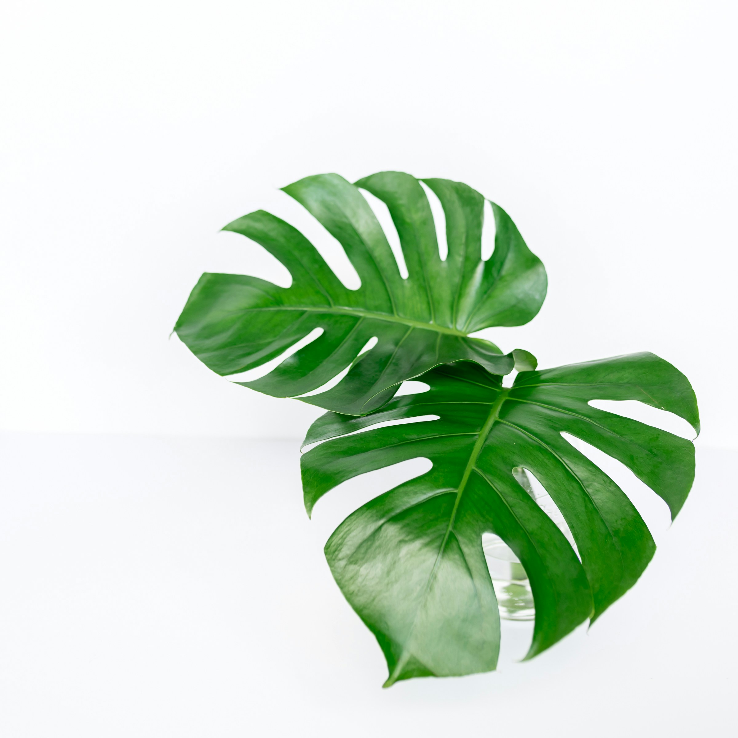 indoor plants