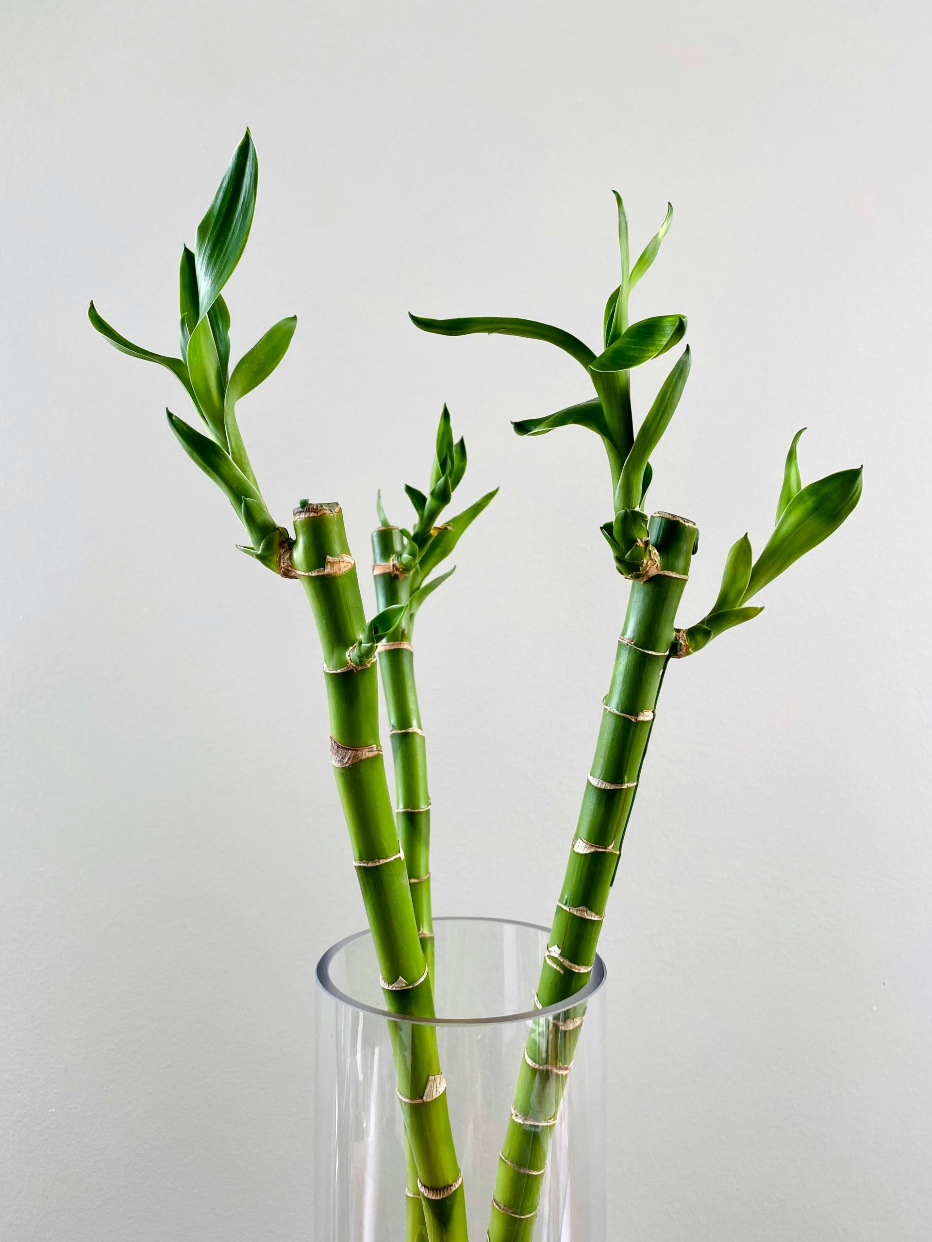 indoor plants