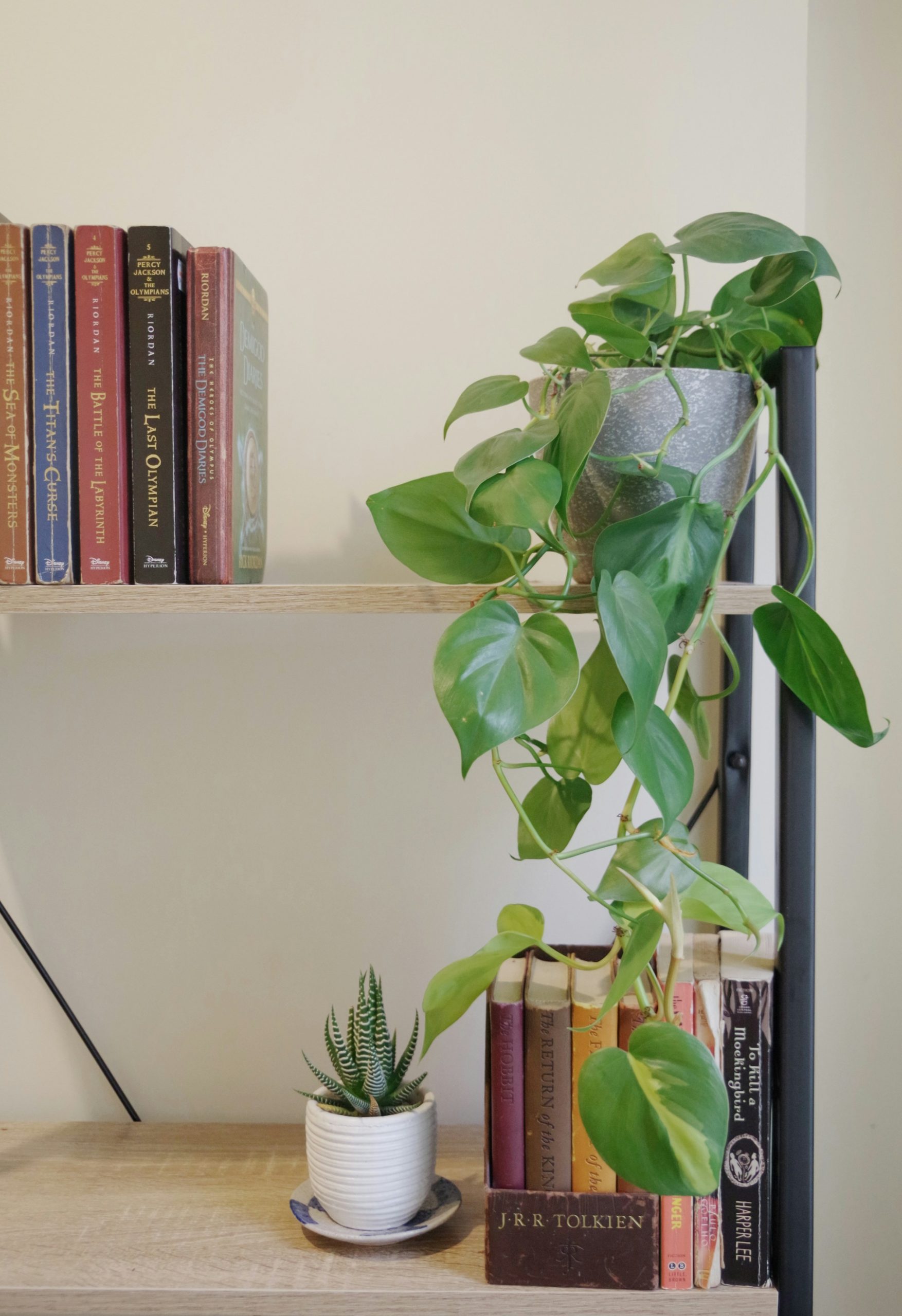 indoor plants