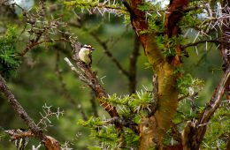 Pied barbet