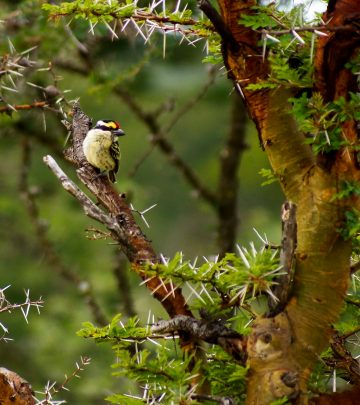 Pied barbet