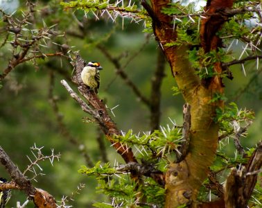Pied barbet