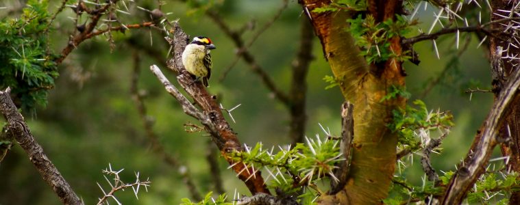 Pied barbet