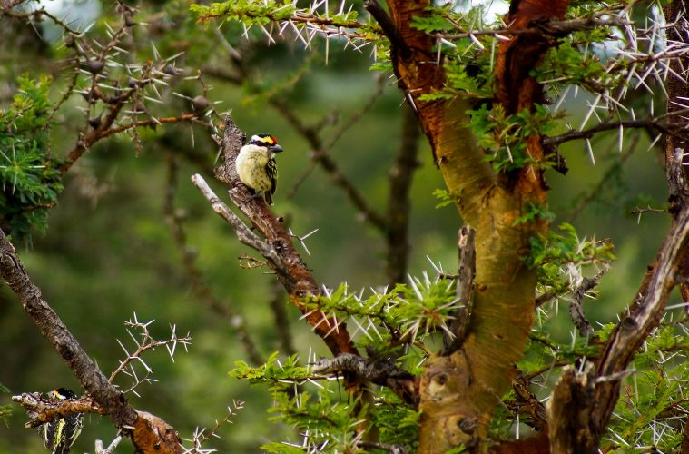 Pied barbet