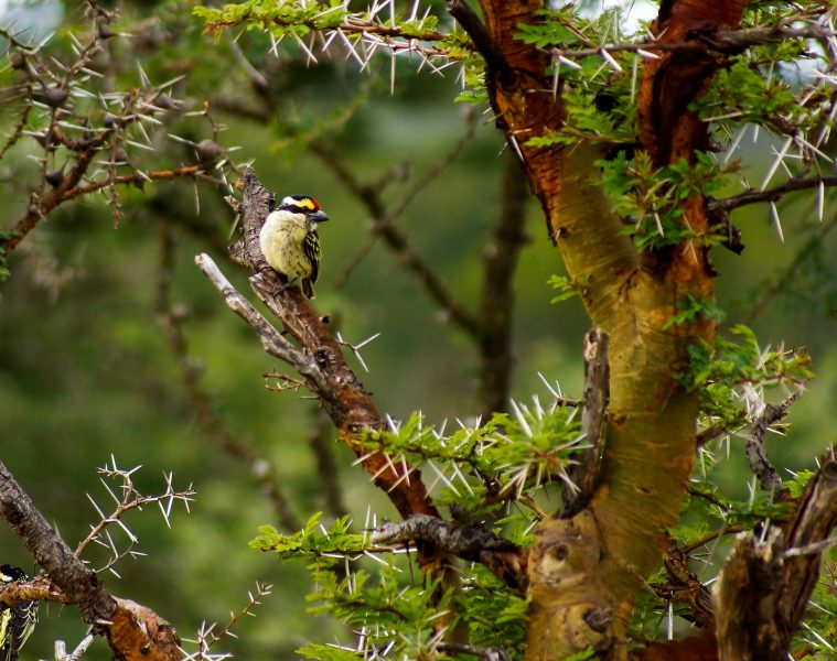 Pied barbet