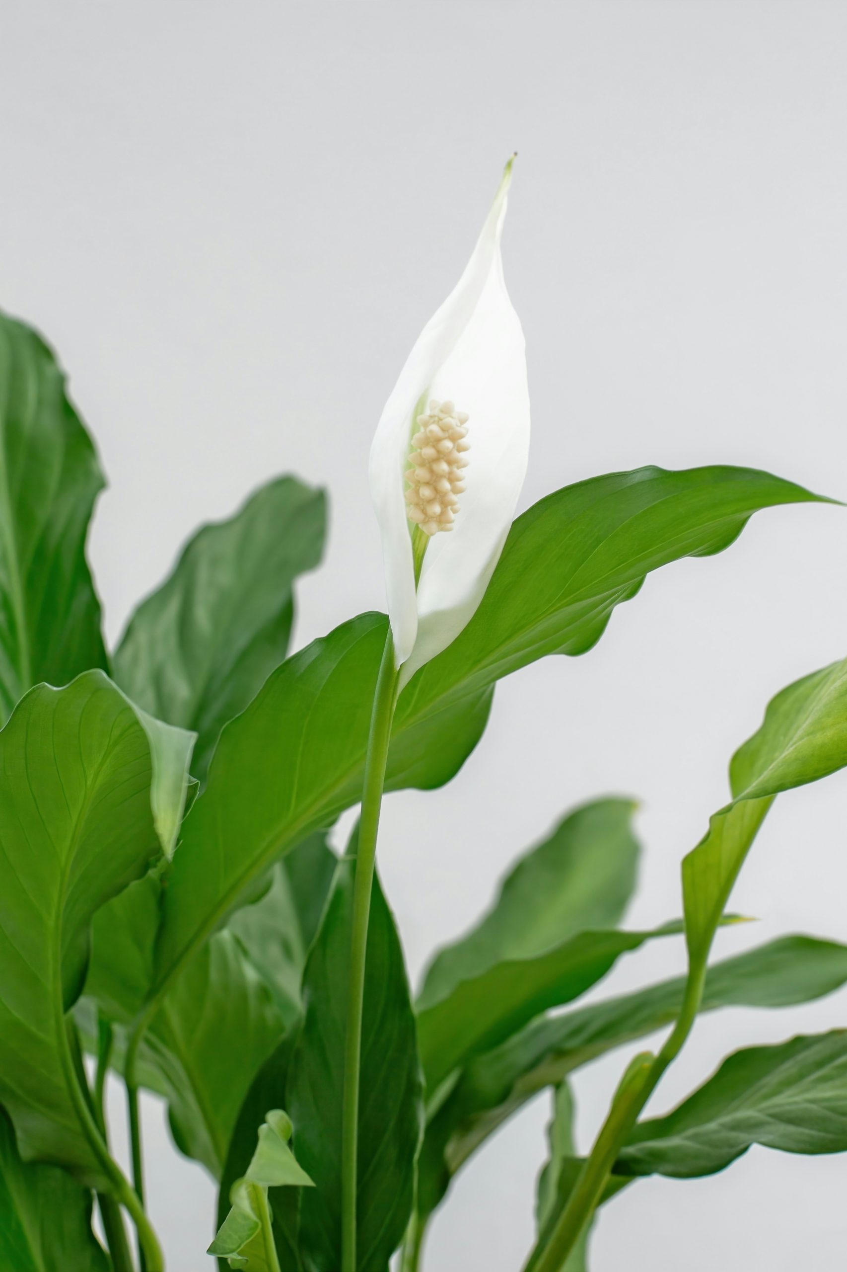 indoor plants