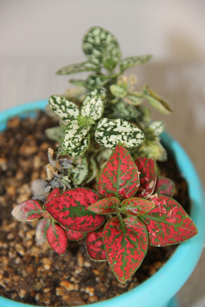 colourful foliage