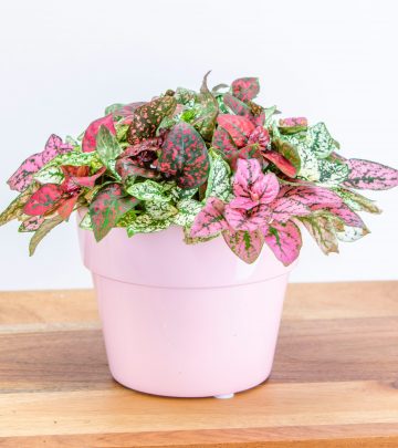 colourful foliage