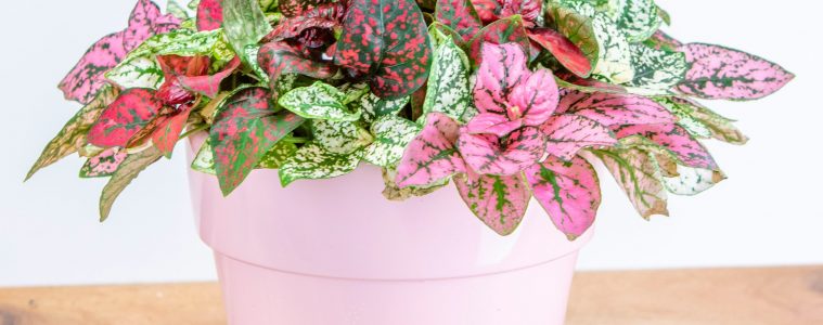 colourful foliage