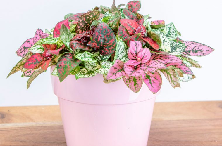 colourful foliage