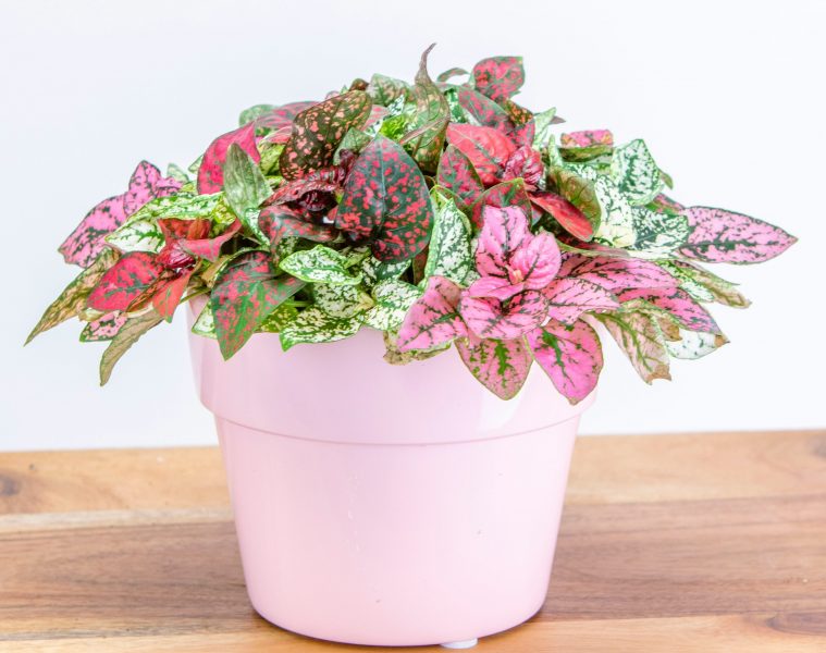 colourful foliage