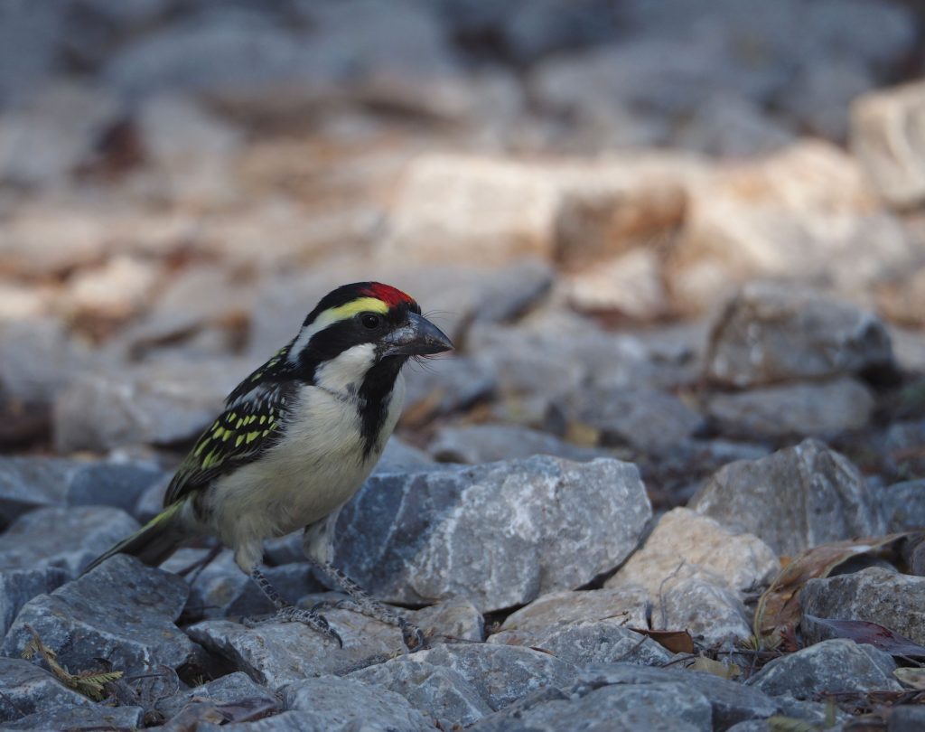 Pied barbet