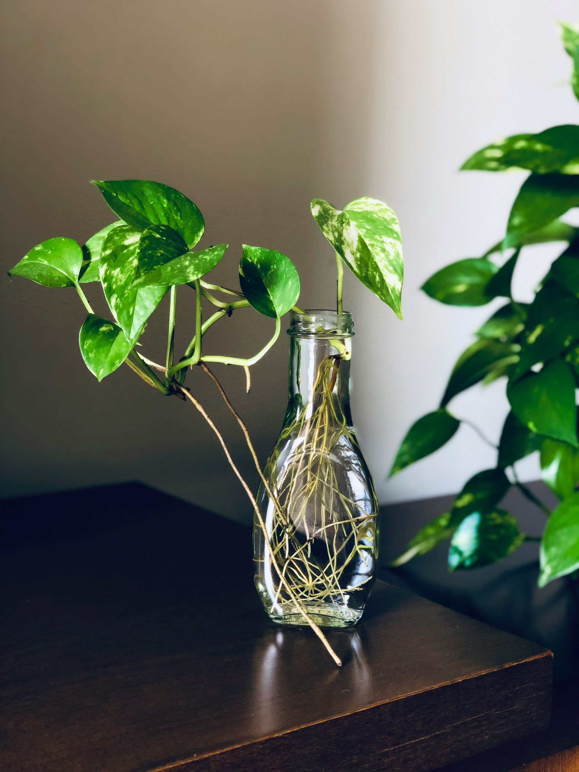 indoor plants