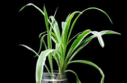 Indoor plants