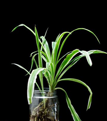 Indoor plants