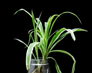 Indoor plants