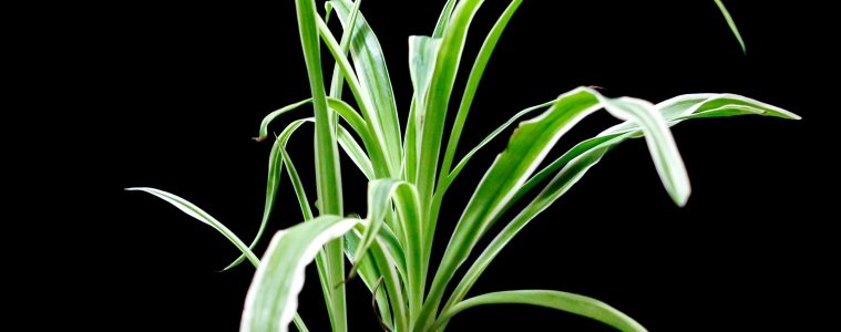 Indoor plants