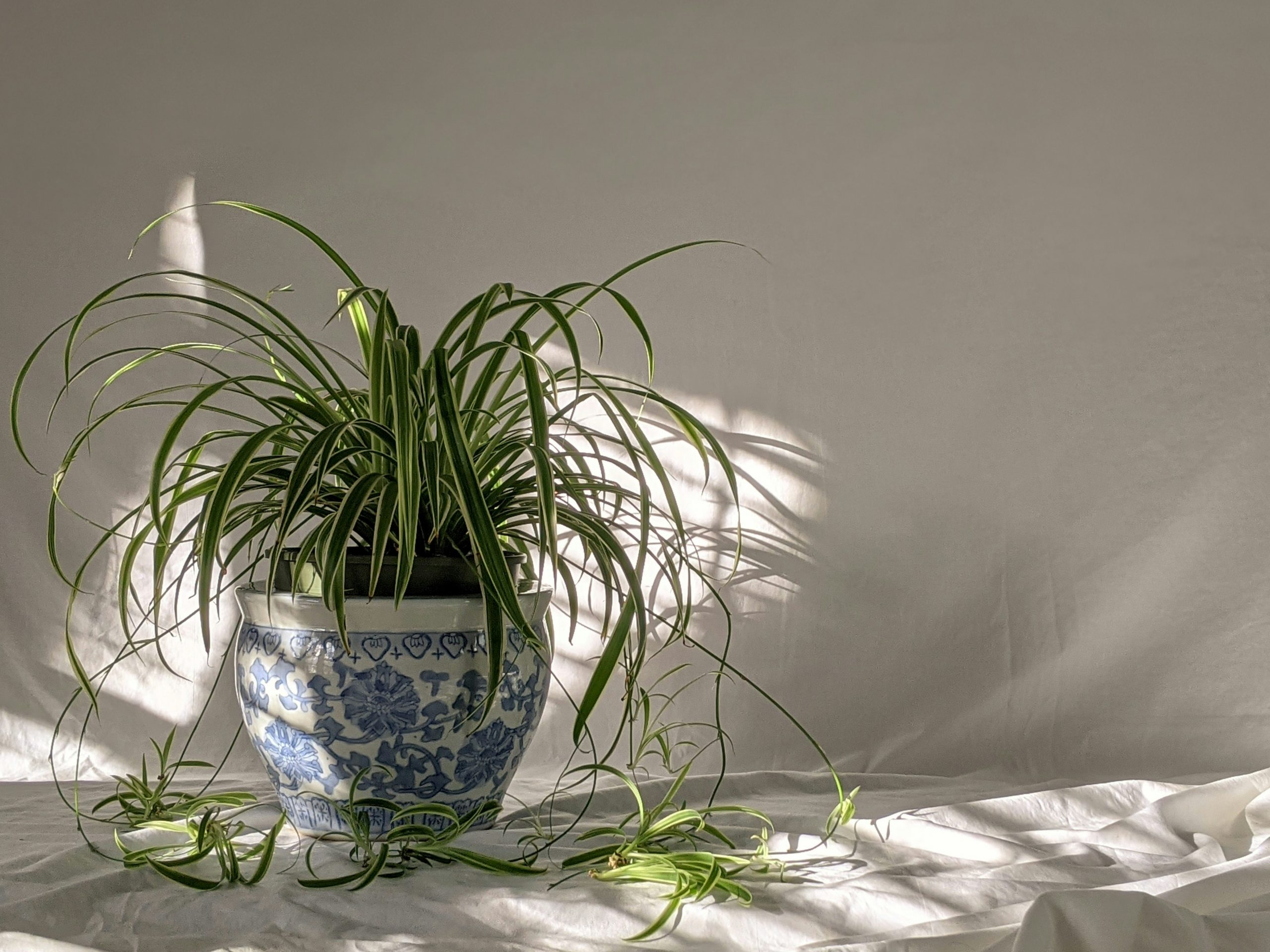 indoor plants