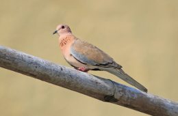 laughing dove