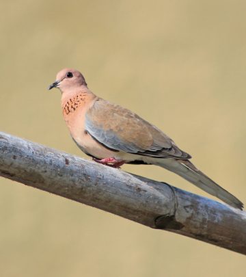 laughing dove