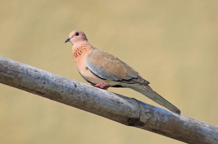 laughing dove